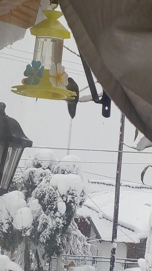 Carpe Diem San Martín de los Andes Eksteriør billede